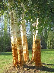 Sipario verde