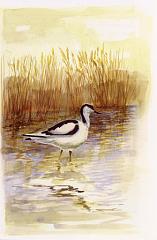 Un'avocetta (acquerello di Brian Mobbs)