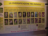 Clicca per ingrandire l'immagine