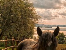Colle sul lago, natura viva