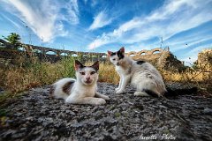 Gatti in posa a Ferento