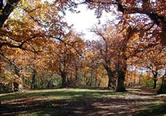 Castagneto dei Monti Cimini in autunno