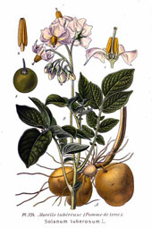 �Tavola botanica della patata