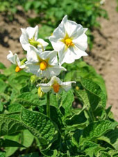 Il fiore e la pianta della patata