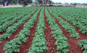 Campo di patate
