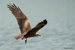 Il nibbio predatore con preda