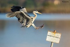 Airone cenerino in frenata