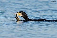 Cormorano che ha catturato un anguilla