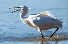 Garzetta giocoliera, Oasi WWF Lago di Alviano 