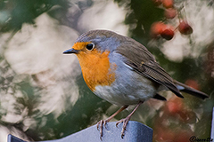 Pettirosso satollo!