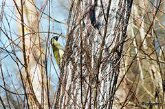 Picchio verde