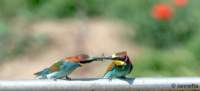 Condivisione di preda tra gruccioni