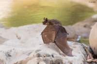 Pipistrello in cerca di prede in diurna