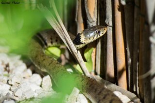 Biscia d'acqua tra la vegetazione