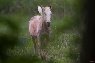 Uccello a cavallo