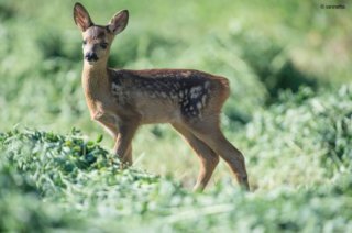 Martin Pescatore con pesciolino appena catturato