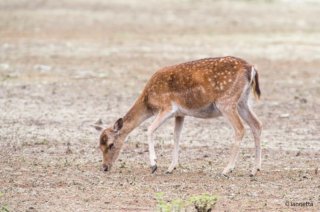 Come Bambi