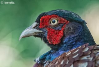 I colori del fagiano
