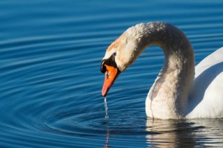 Lo snobismo del cigno 