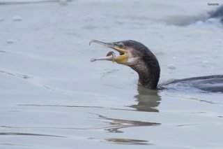 La caccia del cormorano
