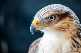 La fierezza del falco
