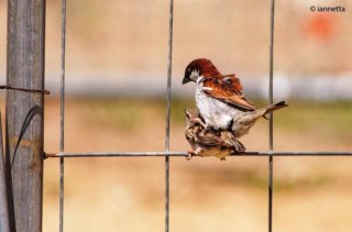 Accoppiamento della passera scopaiola