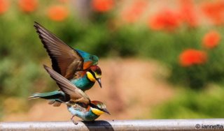 Accoppiamento di gruccioni
