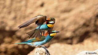 Corteggiamento tra gruccioni
