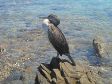 Un giovane cormorano in posa sugli scogli della Pelosetta a Stintino