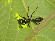 Questa formica dall'apparenza innocua - si chiama Paraponera clavata - provoca la puntura pi� dolorosa tra gli invertebrati esistenti sul pianeta. Attenzione!